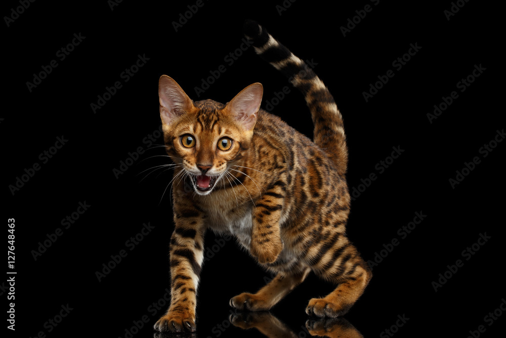 Playful kitty Bengal breed, gold Fur with rosette Looking up, Crouching on isolated on Black Background with reflection
