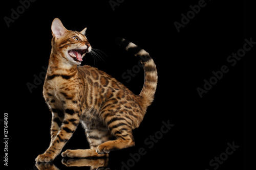 Playful kitty Bengal breed  gold Fur with rosette  meowing and walking on isolated on Black Background with reflection