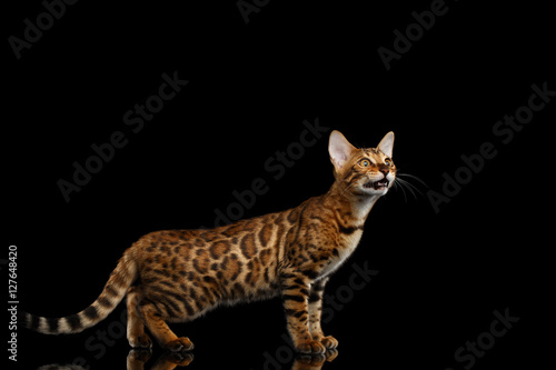 Playful kitty Bengal breed, gold Fur with rosette, meowing and walking on isolated on Black Background with reflection
