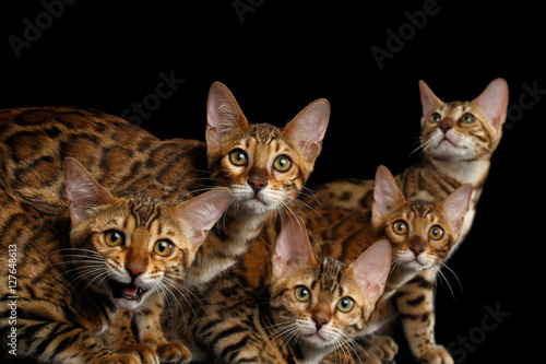 Close-up Portrait of Group Adorable breed Bengal kittens, Curious Looking in camera isolated on Black Background, 5 cats © seregraff