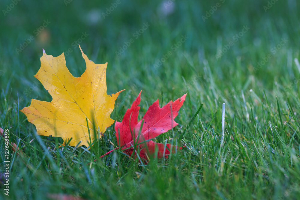 Red and yellow maple leaves on the grass. Red and yellow maple leaves on the grass.