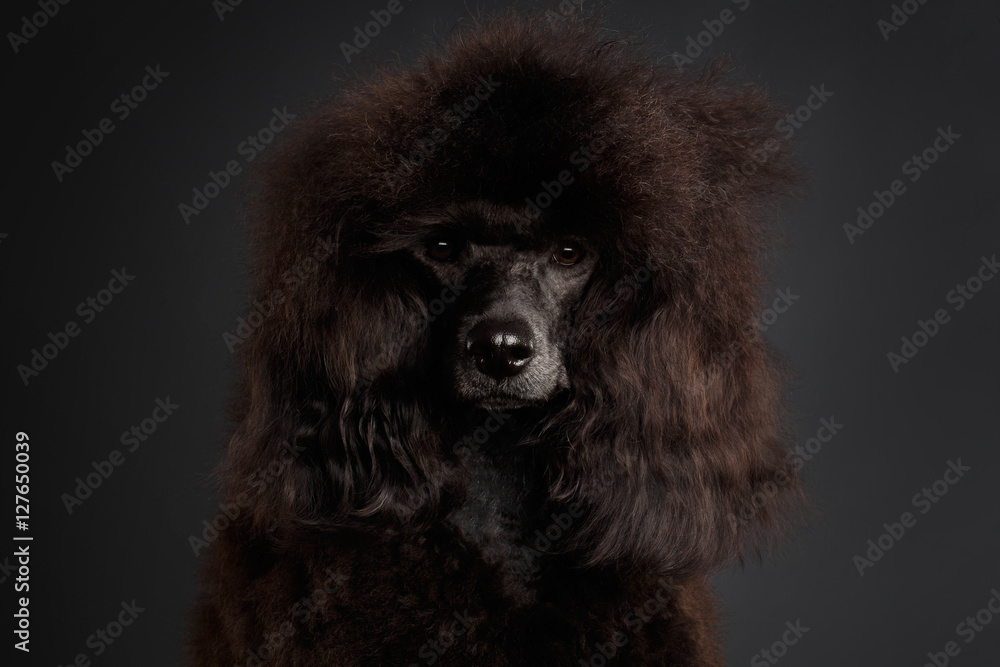 Close-up Portrait of Brown poodle dog looking in camera on gray background Close-up Portrait of Brown poodle dog looking in camera on gray background