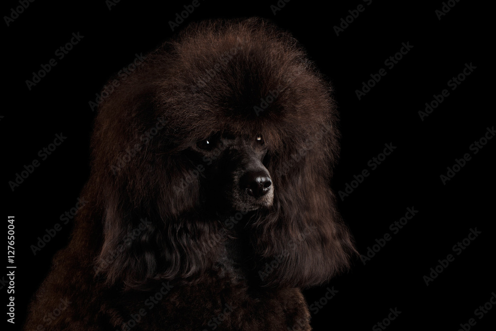 Close-up Portrait of Brown poodle dog on isolated black background Close-up Portrait of Brown poodle dog on isolated black background