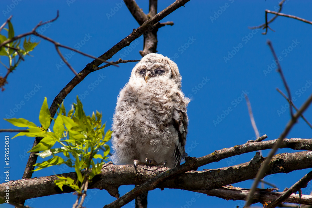 Obraz premium Barred Owl