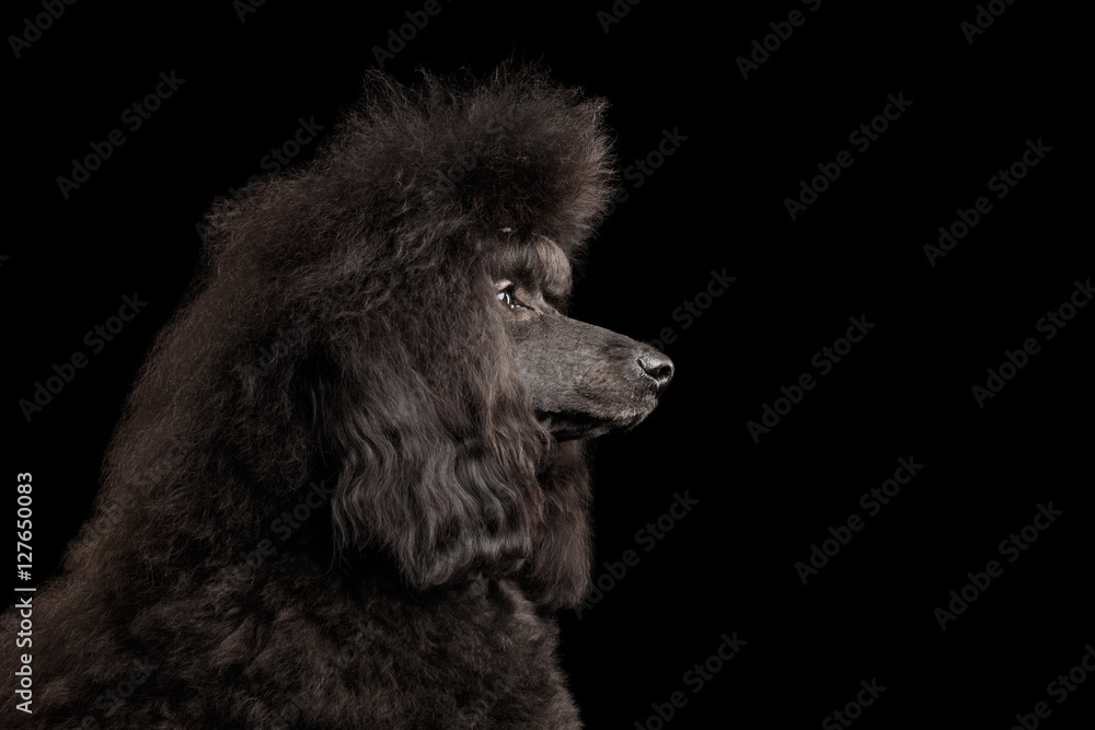 Close-up Portrait of hairstyle Black poodle dog in profile on isolated black background Close-up Portrait of hairstyle Black poodle dog in profile on isolated black background