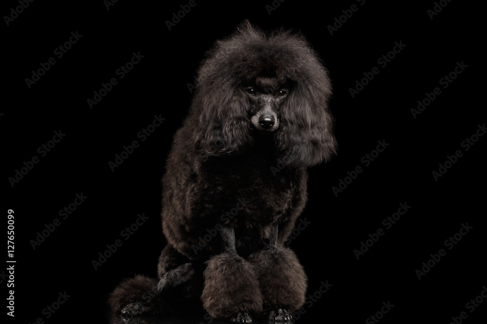 Black poodle dog Sitting on isolated black background Black poodle dog Sitting on isolated black background