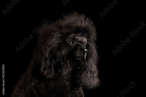Close-up Portrait of hairstyle Black poodle dog on isolated black background photo