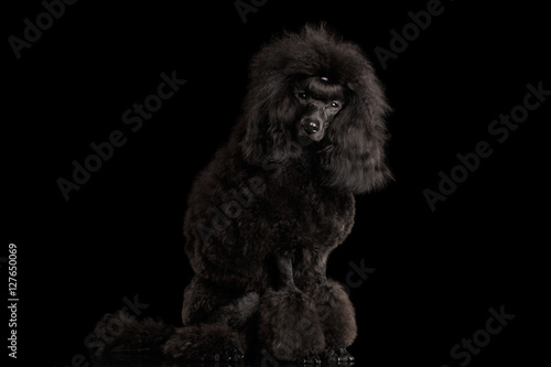 Canvas Print Black poodle dog Sitting, Looking in Camera, on isolated black background