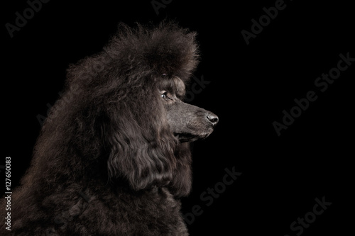 Close-up Portrait of hairstyle Black poodle dog in profile on isolated black background
