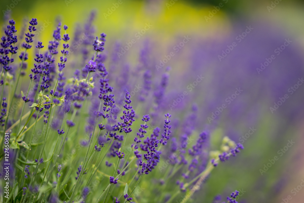 Naklejka premium Lavender bushes closeup during the day. Lavender field closeup. Blooming lavender. Sunlight gleaming over purple flowers of lavender. Provence, France.