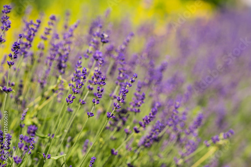 Lavender bushes closeup during the day. Lavender field closeup. Blooming lavender. Sunlight gleaming over purple flowers of lavender. Provence, France.