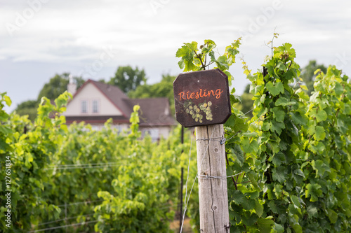 Konstfotografi Beautiful lush green vineyard on a sunny summer day