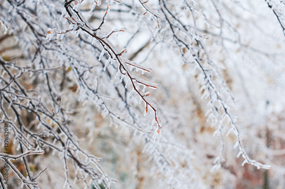 Nature encased in ice after a storm. Ice storm in Toronto, frozen water droplets on branches. Beautiful background, shallow depth of field with copy space. Icicles on leaves and branches. Nature encased in ice after a storm. Ice storm in Toronto, frozen water droplets on branches. Beautiful background, shallow depth of field with copy space. Icicles on leaves and branches.