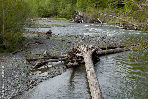 Photos Dead trees in river contributing to large woody debris affecting streamflow and sedimentation
