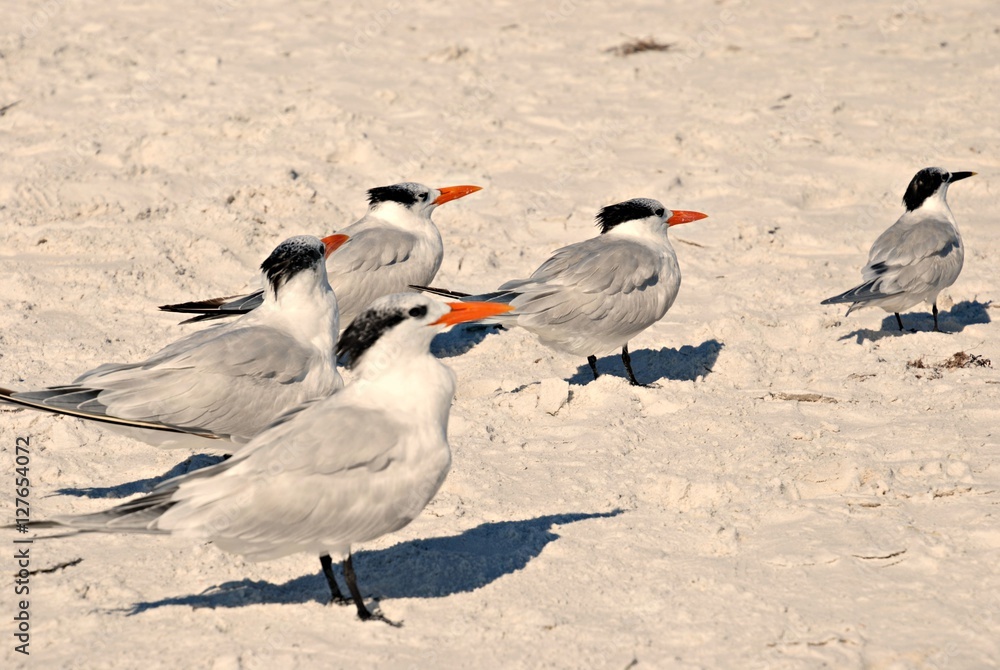Royal Terns Keeping Guard on the beach on a Sunny Day Royal Terns Keeping Guard on the beach on a Sunny Day