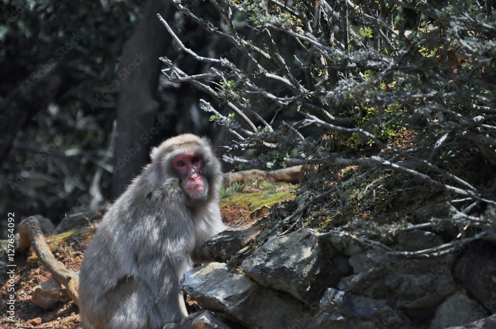 Fototapeta premium Monkey Business