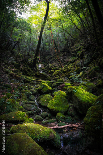 Forest Yakushima