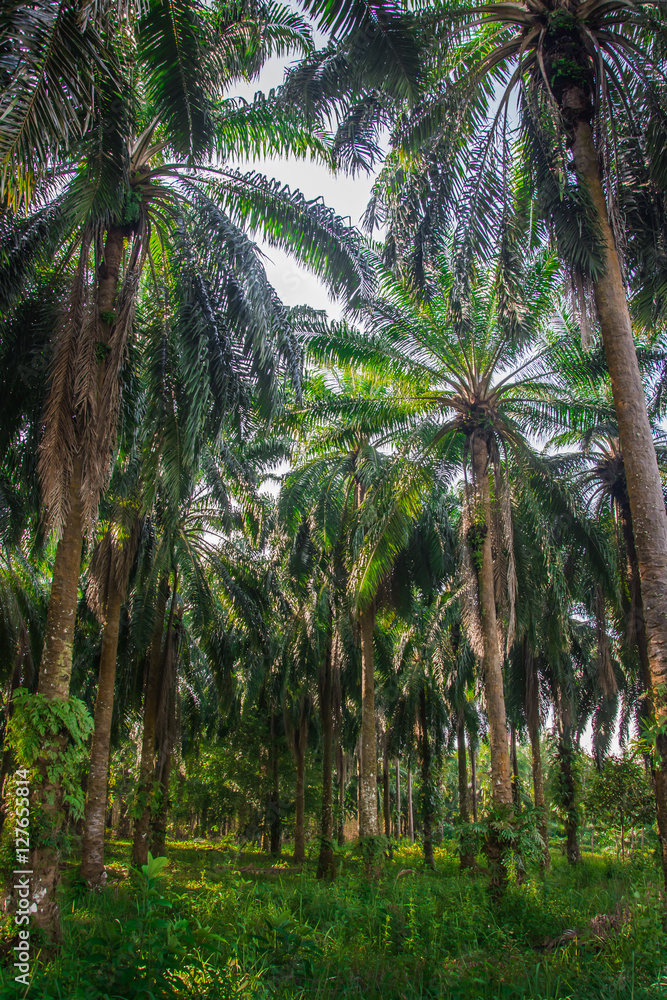 Palm garden , plantation Palm garden , plantation