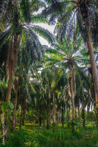 Palm garden   plantation
