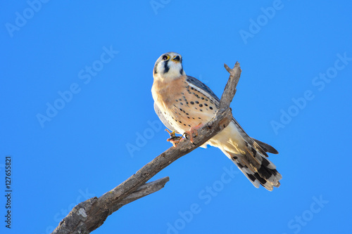 AMERICAN KESTREL or SPARROW-HAWK, Falco sparverius perched on a branch with blue sky background