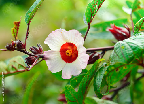 Fototapeta Naklejka Na Ścianę i Meble -  Hibiscus sabdariffa or roselle flower