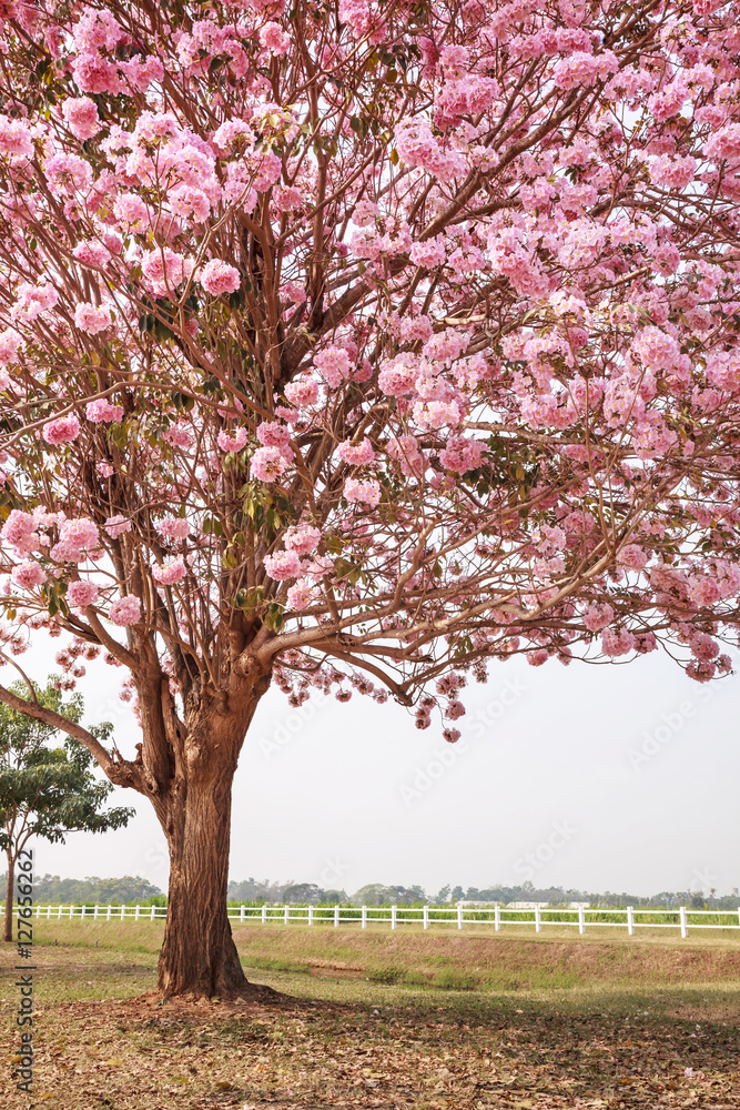 Pink trumpet tree or Rosy trumpet tree, Pink tecoma tree. Pink trumpet tree or Rosy trumpet tree, Pink tecoma tree.