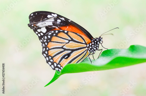 butterfly © Phongphan