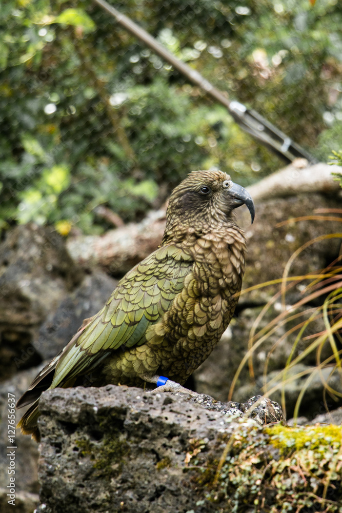 Fototapeta premium Kea