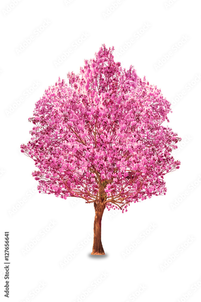 Pink trumpet tree or Rosy trumpet tree, Pink tecoma tree on white background.