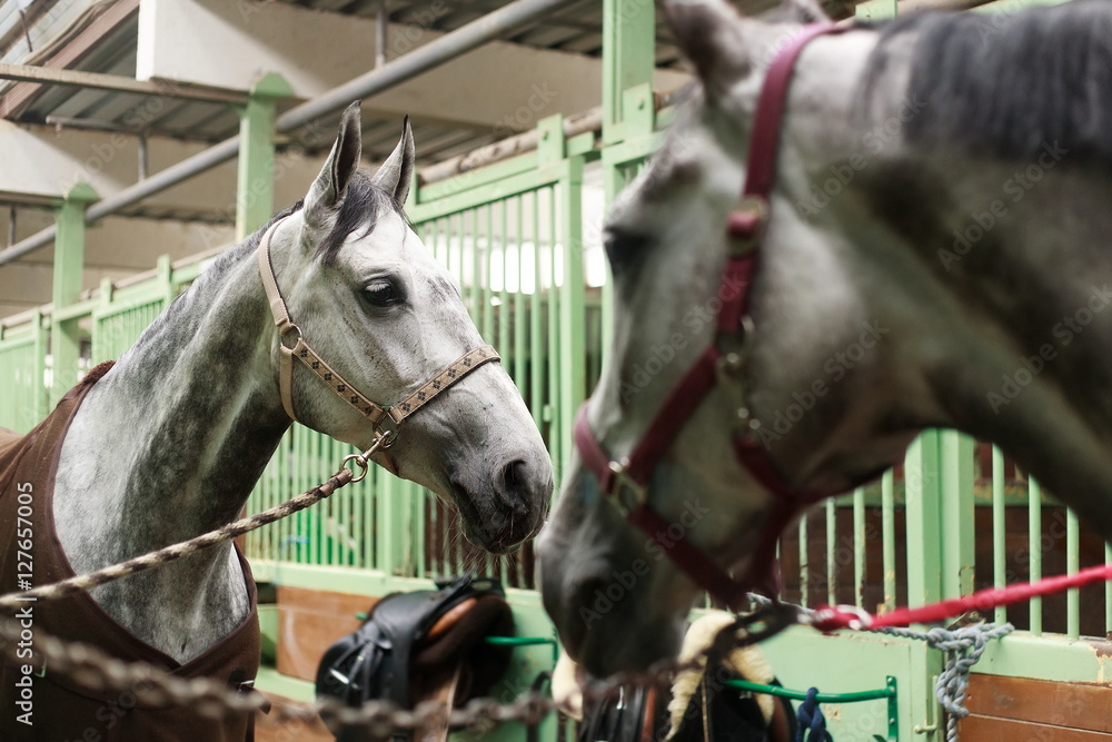 horses in the stables after the show jumping competition horses in the stables after the show jumping competition