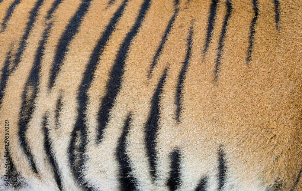 bengal tiger skin bengal tiger skin