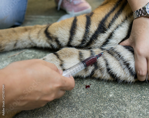 Photography veterinarian treat the tiger