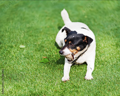 Jack Russell Terrier dog on nature background. Closeup.