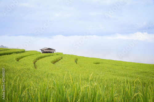 rice field scenery with morning fog