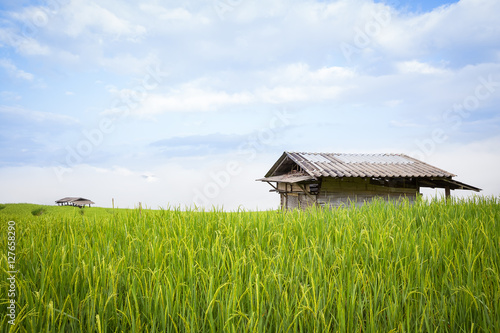 rice field scenery with morning fog