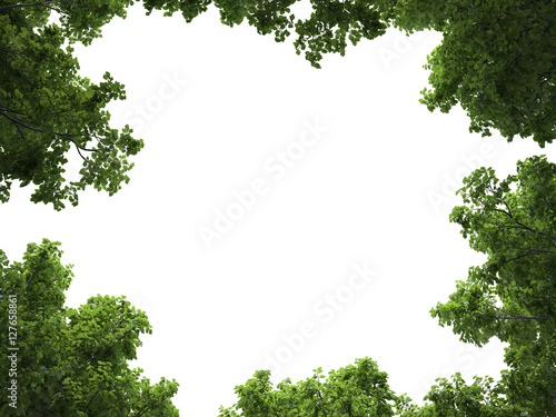 Tree   Plant   3D abstract on white background Perfect for your presentations.   