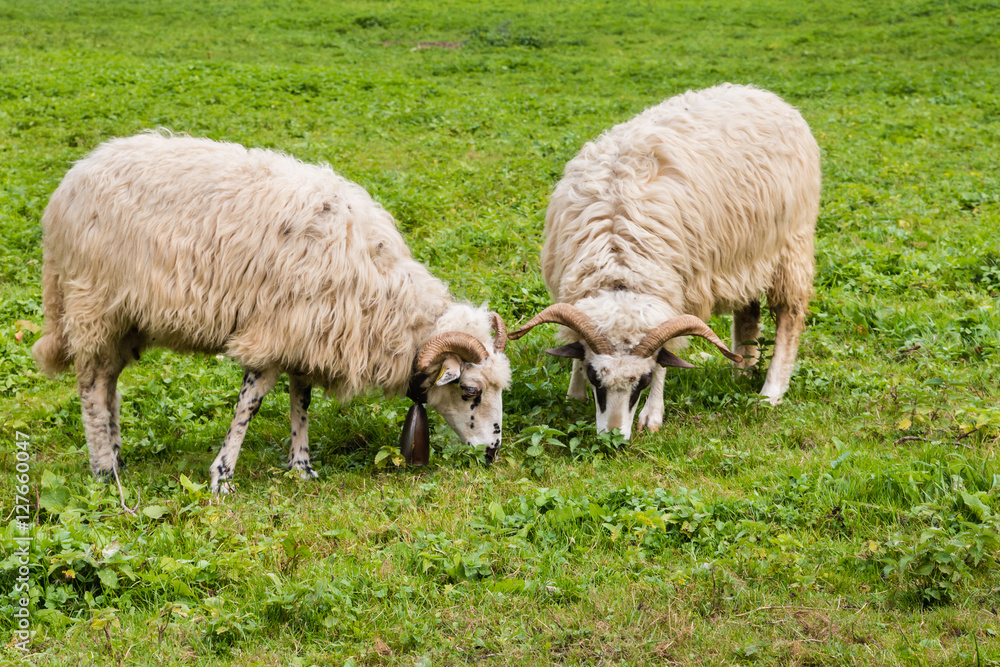 two woolly sheep grazing on meadow two woolly sheep grazing on meadow