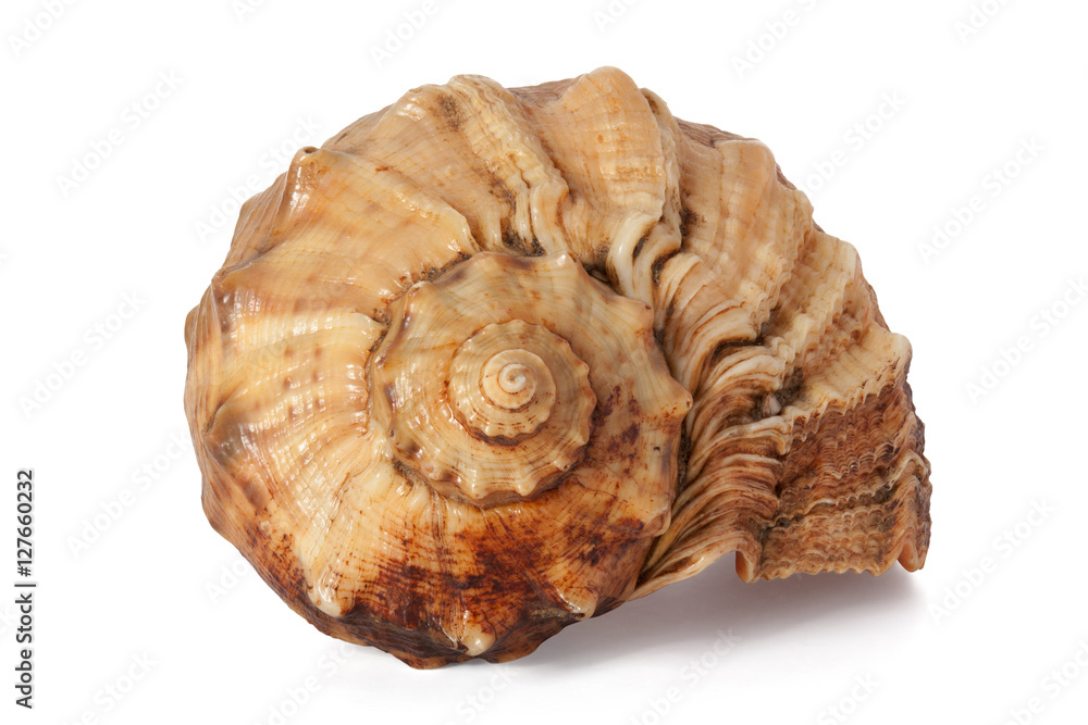 Cockleshell of the Black Sea Rapana Cockleshell of the Black Sea Rapana