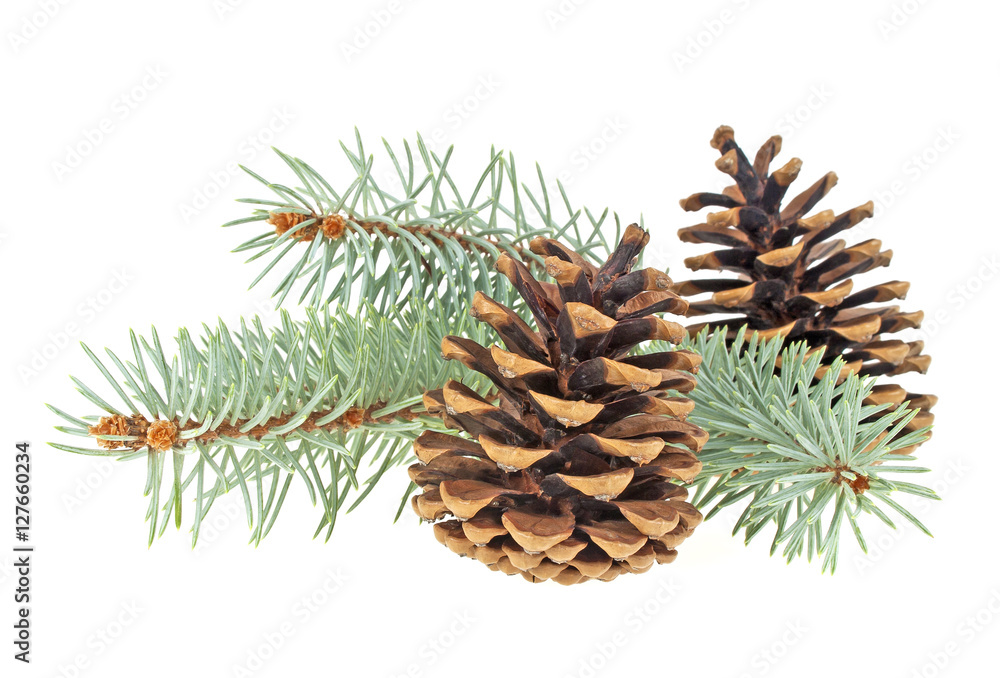 Blue spruce twig with cones isolated on a white background. Chri Blue spruce twig with cones isolated on a white background. Chri