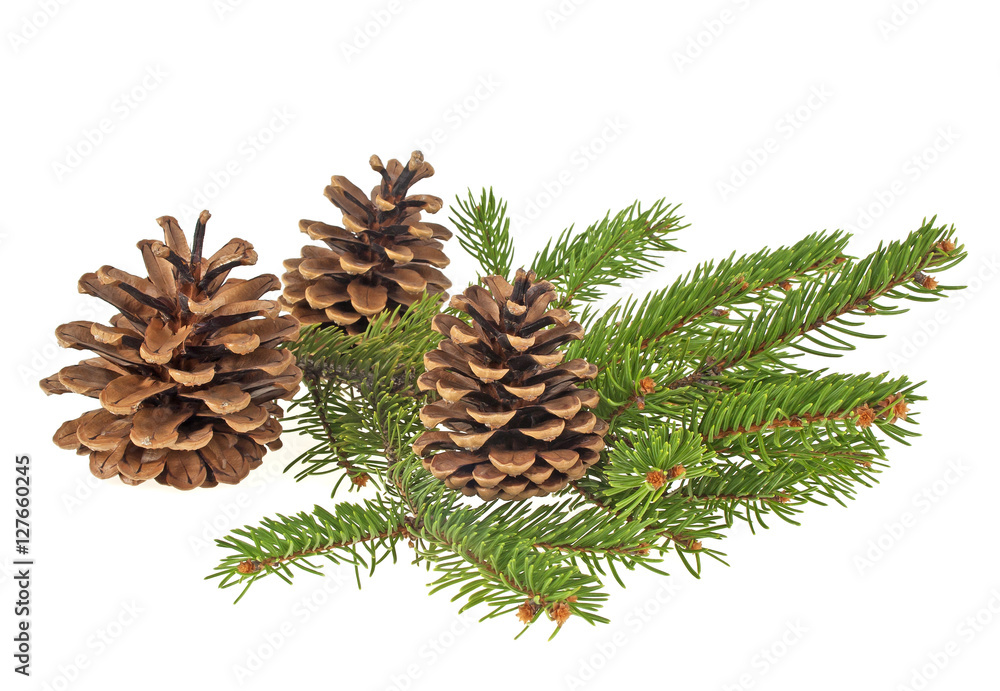 Fototapeta premium Branch of fir-tree and cone on a white background