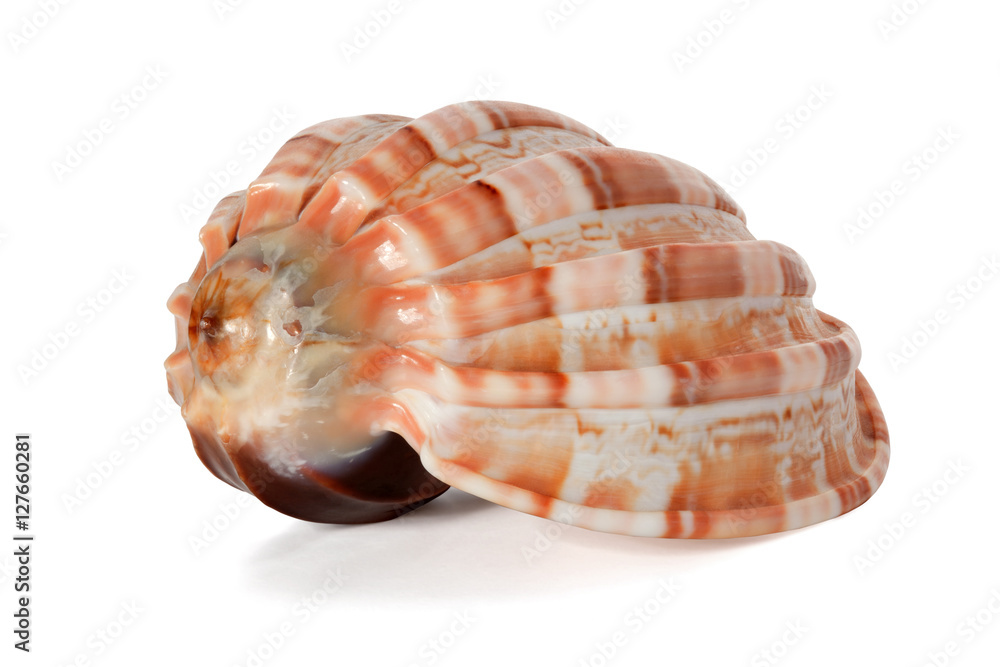 Cockleshell of the Black Sea Rapana Cockleshell of the Black Sea Rapana