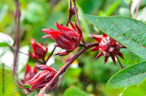 Fototapeta Naklejka Na Ścianę i Meble -  Hibiscus sabdariffa or roselle flower