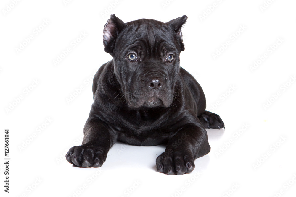 Black puppy Cane Corso (isolated on white)