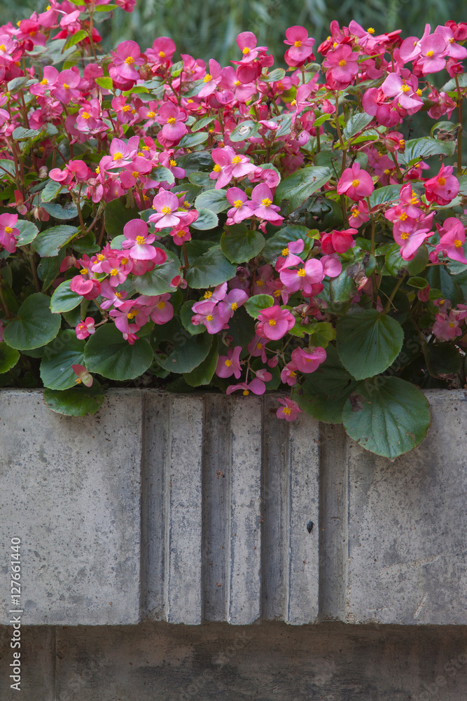 pink flowers in the concrete flowerbed