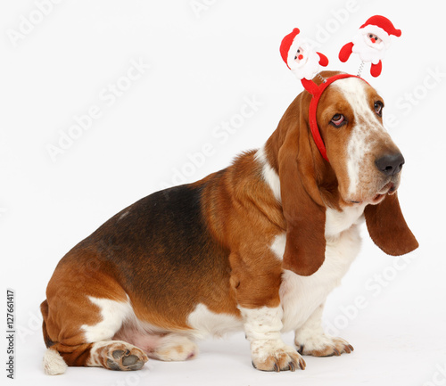 Happy New Year, Christmas Basset , isolated on white 