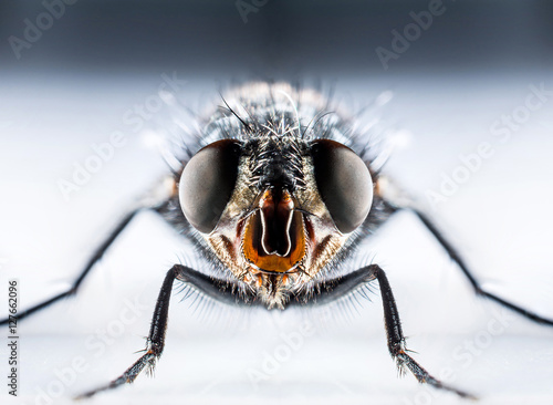 Bluebottle fly macro
