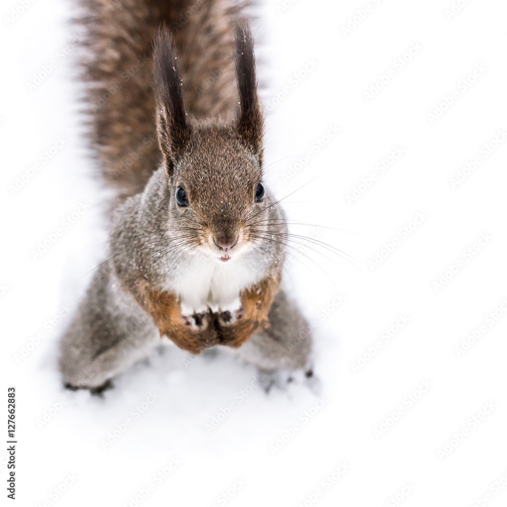 Obraz premium cute red squirrel with fluffy tail standing on white snow in winter, looks up