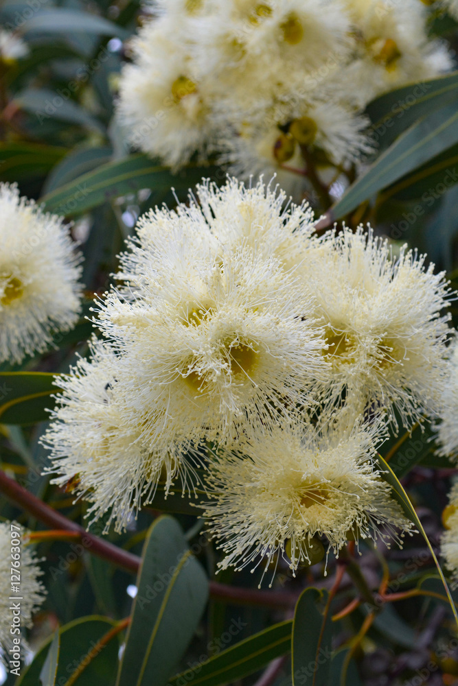 Gum Flower