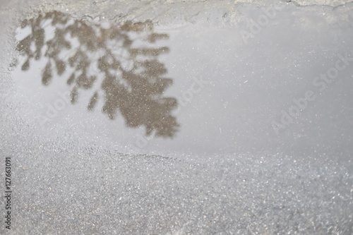 The shadow of pine trees reflected in the water