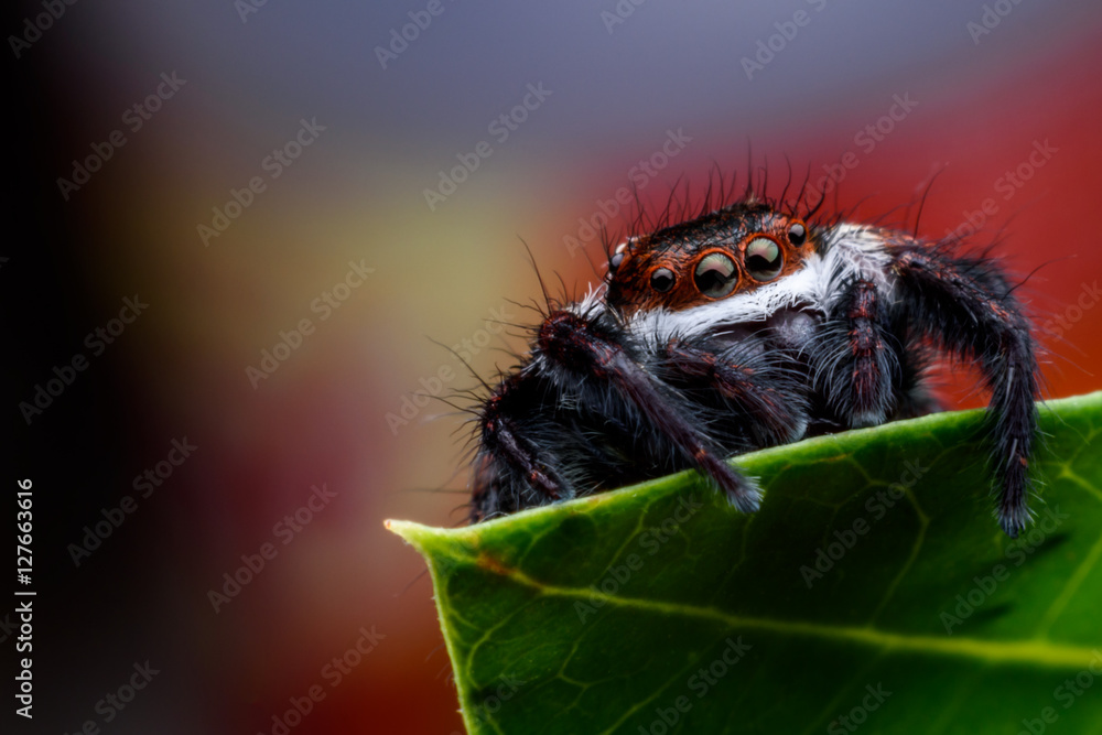 Close up Jumping spider on green leaf